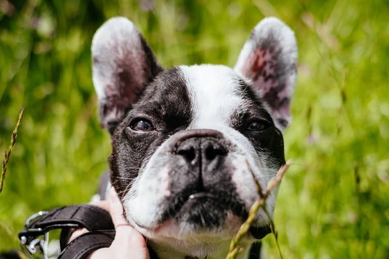 free stock photos french bulldog